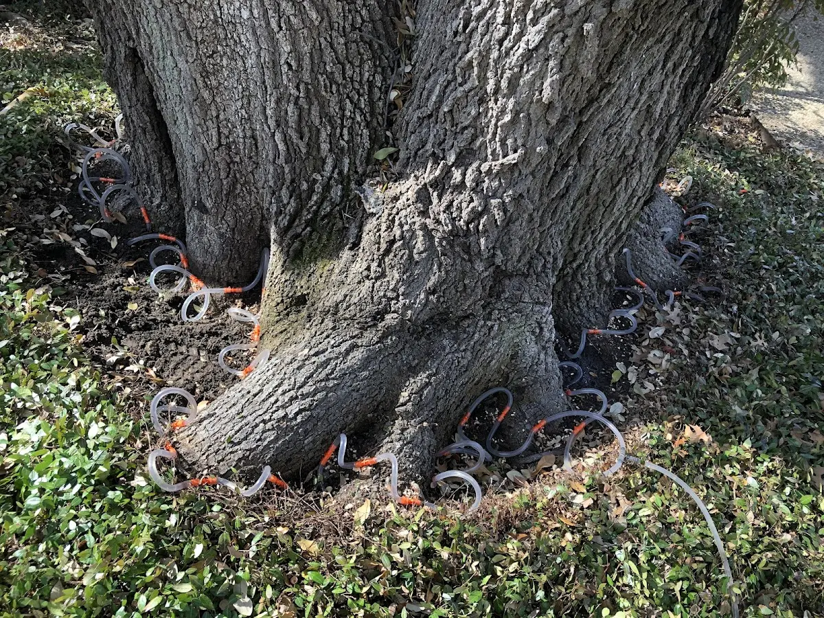 Detailed Tree Cabling and Bracing job site in Paupack